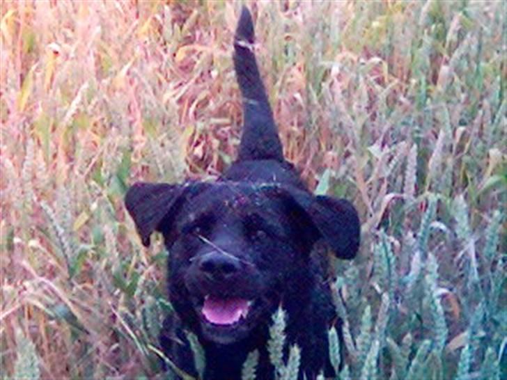 Labrador retriever Buster billede 3