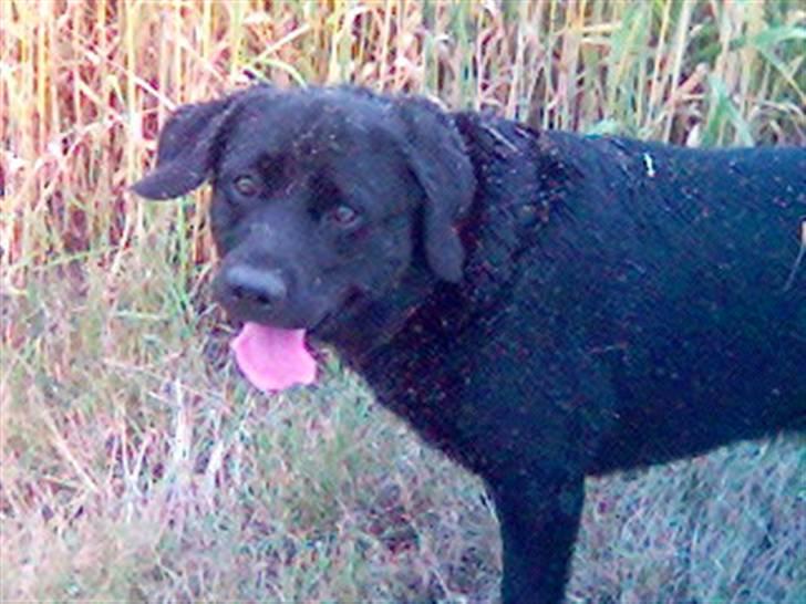 Labrador retriever Buster billede 4