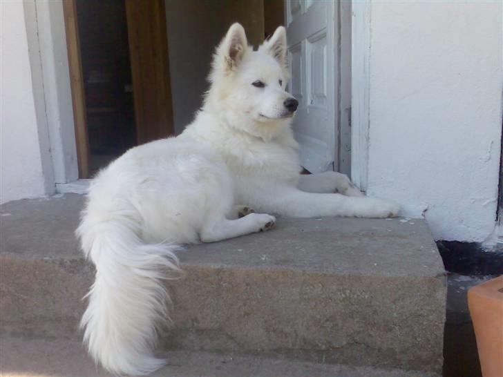 Blanding af racer Figo billede 9