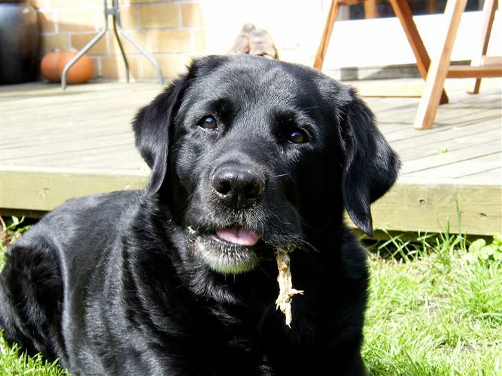 Labrador retriever Buster billede 5