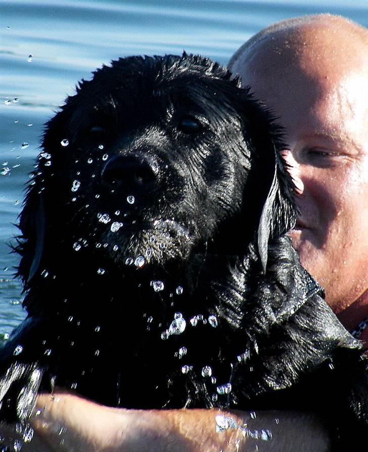 Labrador retriever Buster billede 6