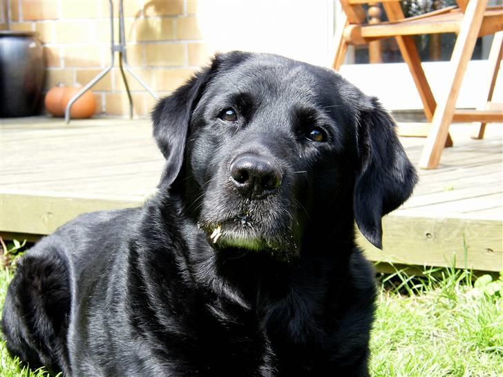 Labrador retriever Buster billede 7