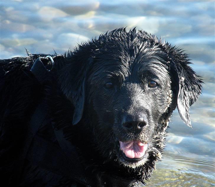 Labrador retriever Buster billede 8