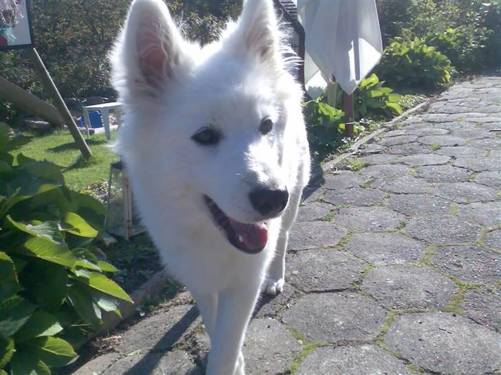 Blanding af racer Figo billede 10