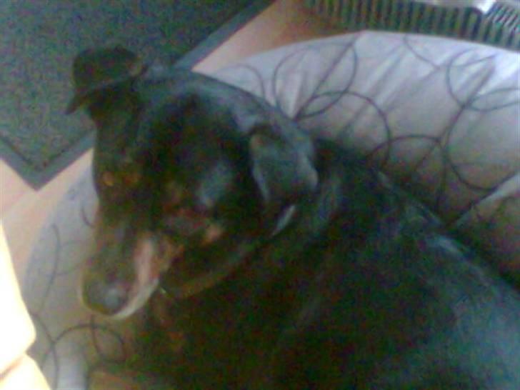 Blanding af racer EA - ej kan jeg ikke få lov at tage en tur i min brors sækkestol billede 3