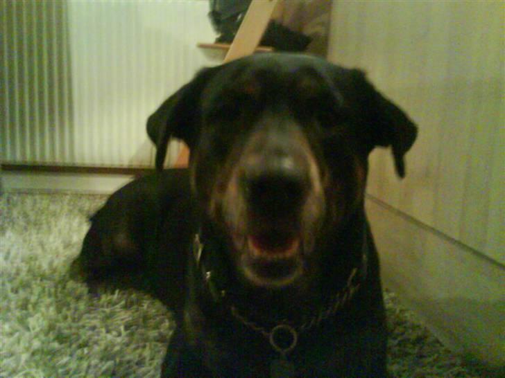 Blanding af racer EA - hej hej  billede 4