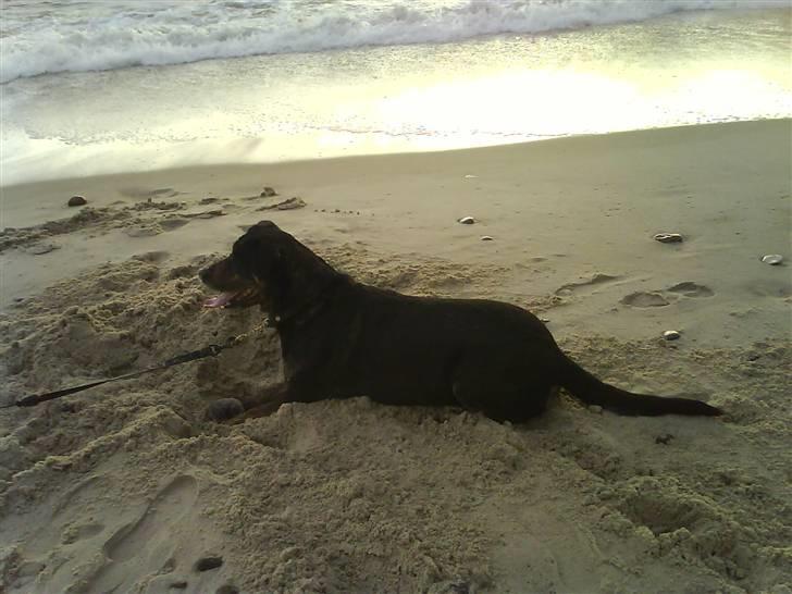 Blanding af racer EA - dejligt at ligge og kikke ud over vesterhavet billede 5