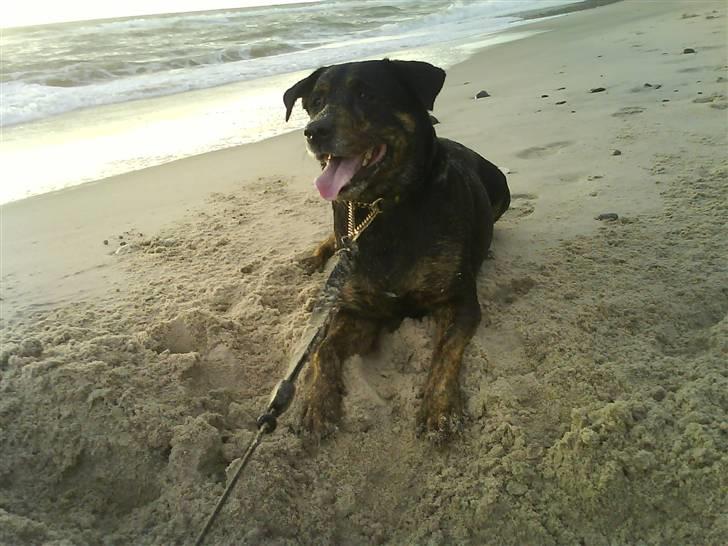 Blanding af racer EA - jeg tror lige jeg tager mig en svømmetur om lidt billede 6