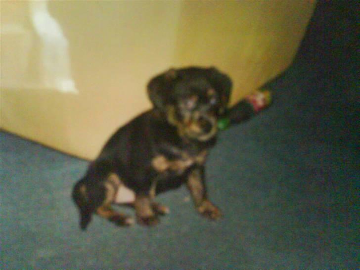 Blanding af racer EA - hihi lille baby mig billede 7