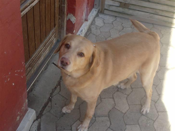 Labrador retriever Buller R.I.P. billede 3