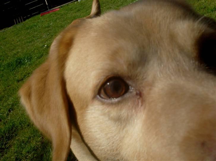 Labrador retriever Buller R.I.P. billede 4