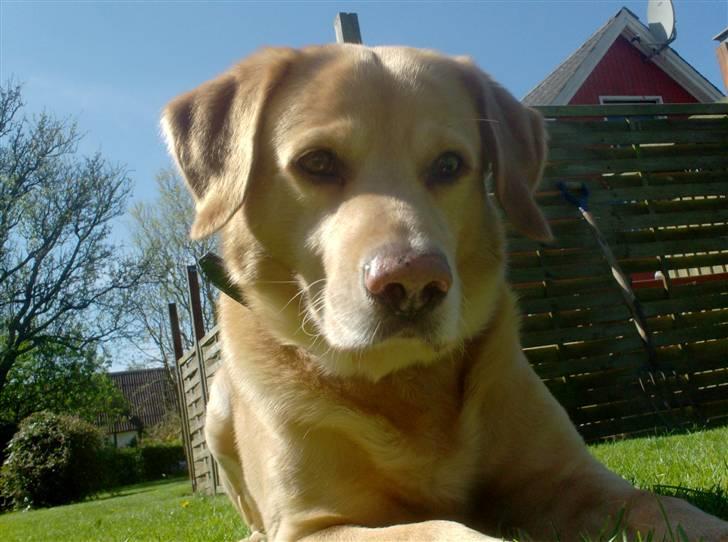 Labrador retriever Buller R.I.P. billede 5