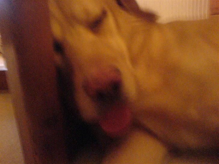 Labrador retriever Buller R.I.P. billede 6