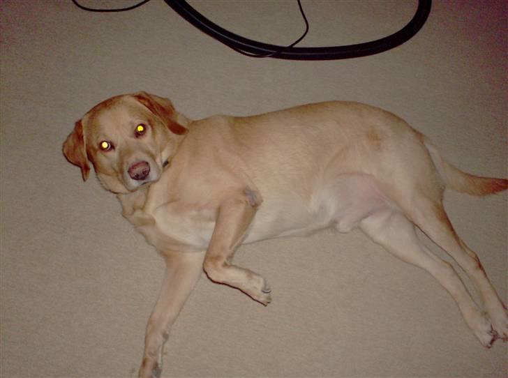 Labrador retriever Buller R.I.P. billede 7