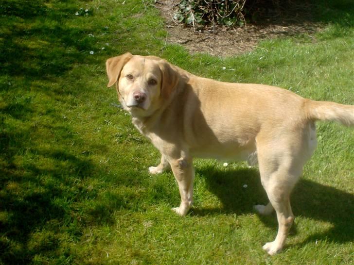 Labrador retriever Buller R.I.P. billede 8