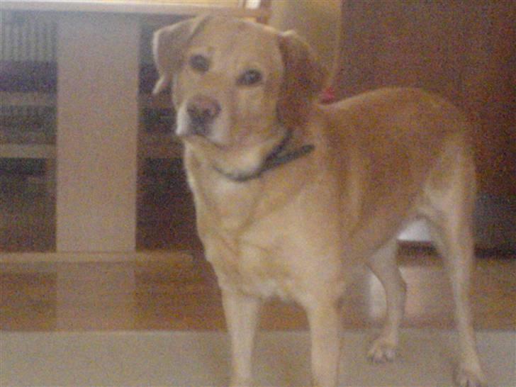 Labrador retriever Buller R.I.P. billede 9