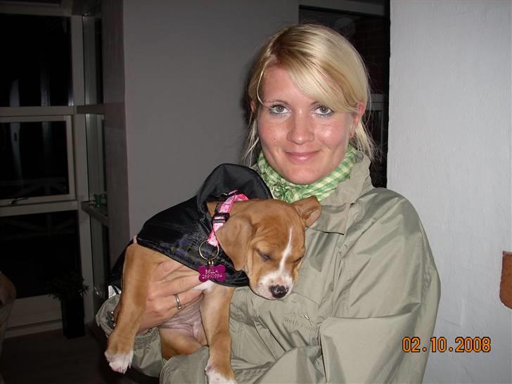 Amerikansk bulldog Bella billede 4