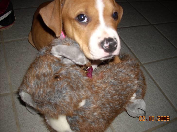 Amerikansk bulldog Bella billede 5