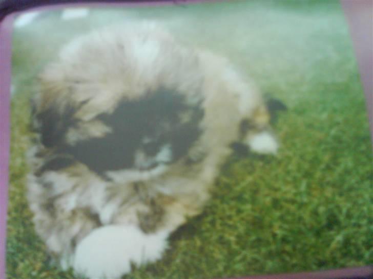 Lhasa apso Oskar - her har vi lille baby-Ozzy billede 8