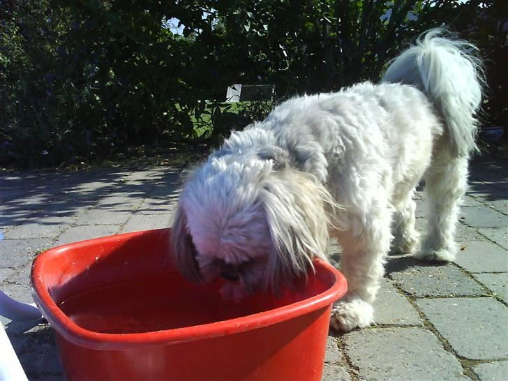 Lhasa apso Oskar billede 9