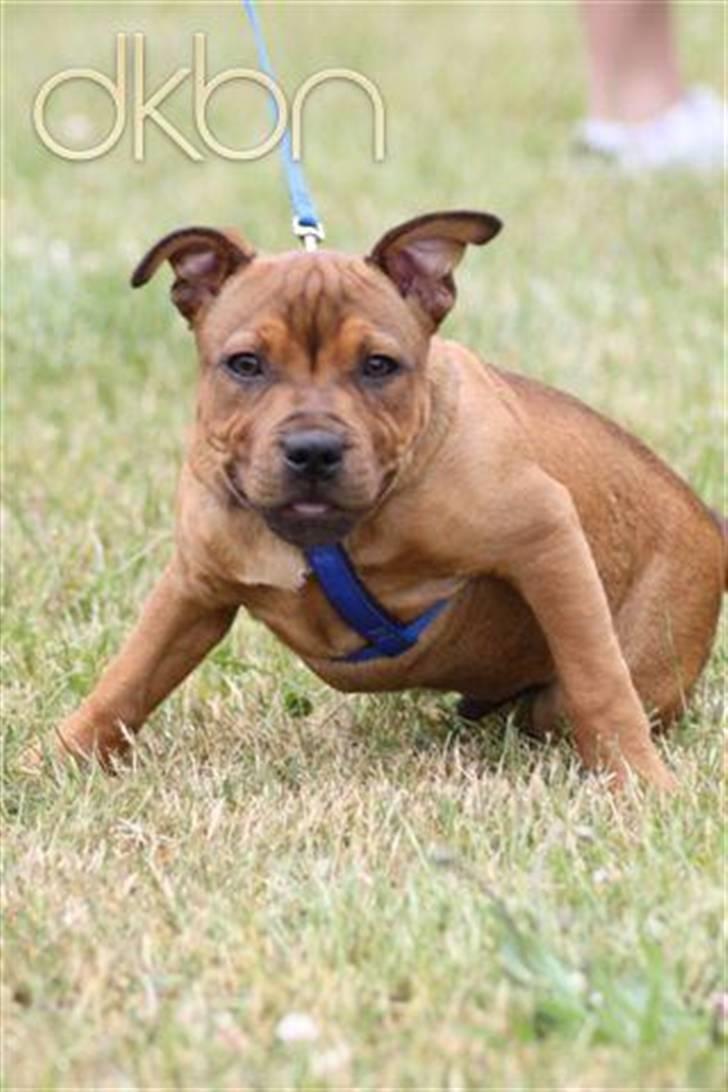 Staffordshire bull terrier Manse billede 13