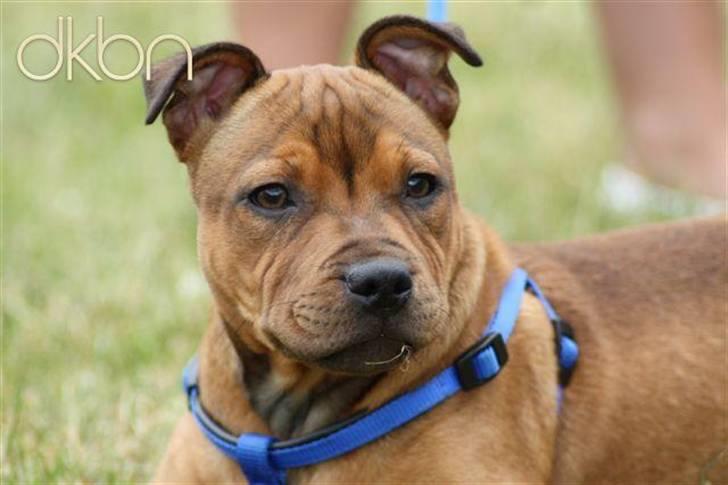 Staffordshire bull terrier Manse billede 14