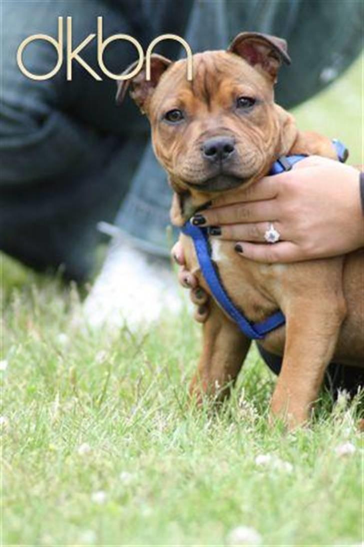 Staffordshire bull terrier Manse billede 15