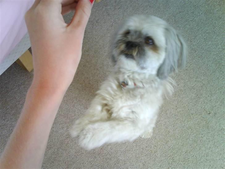 Lhasa apso Oskar billede 10