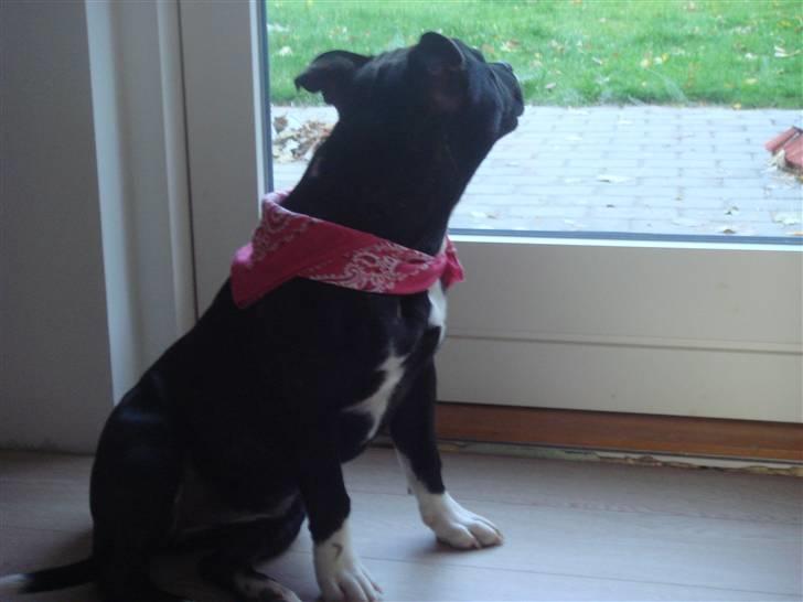 Staffordshire bull terrier Chili - Hvem er det der er I min have billede 8