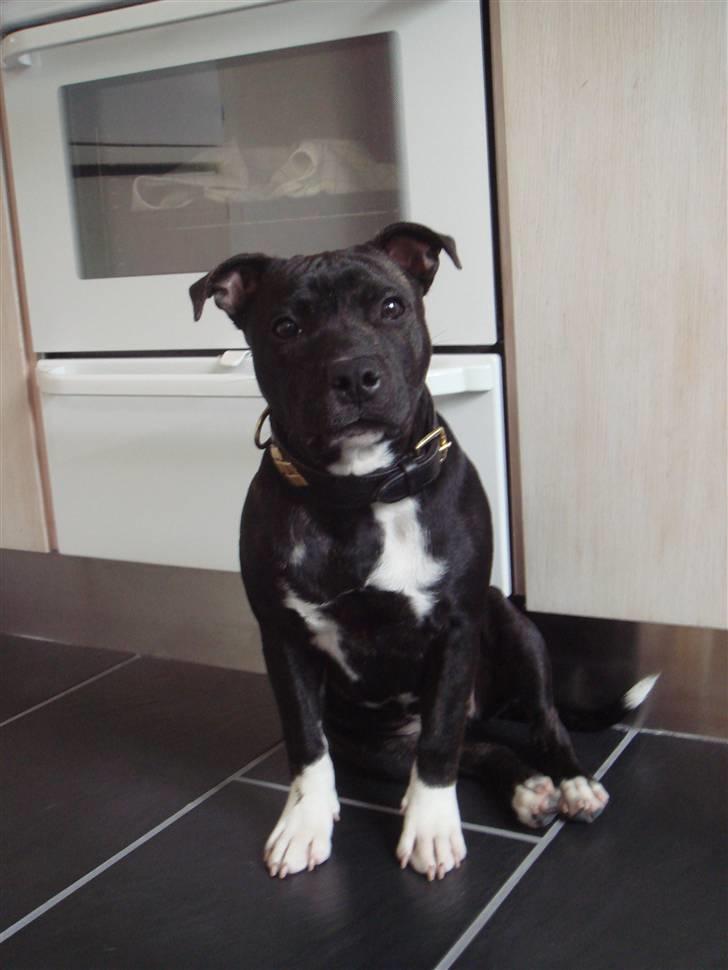 Staffordshire bull terrier Chili - Min smukke hund billede 9