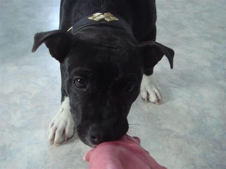 Staffordshire bull terrier Chili - Søde Chili, leger med grisen. billede 10