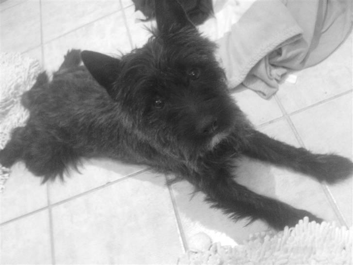 Cairn terrier lukas(:. solgt :-((( - lille lukas, der har brug for en slapper!:). billede 1