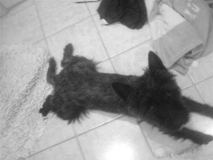 Cairn terrier lukas(:. solgt :-((( - man squ tro han er halv frø:). billede 2