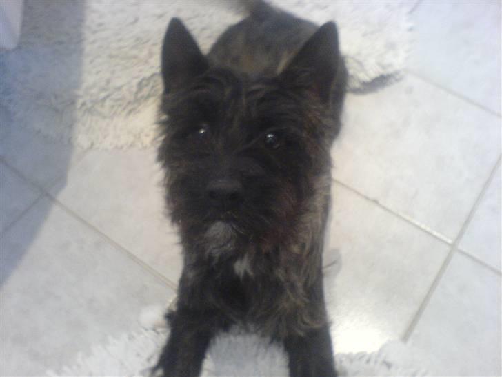 Cairn terrier lukas(:. solgt :-((( - lille lukas:). billede 3