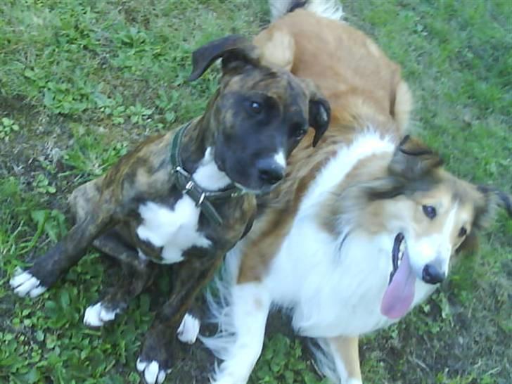 Blanding af racer Thyson billede 6