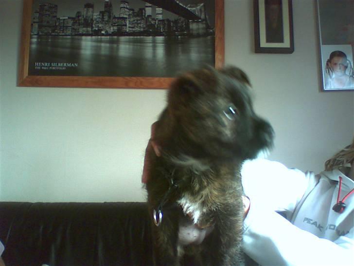 Cairn terrier lukas(:. solgt :-((( - det er så lukas som lile!:). billede 4