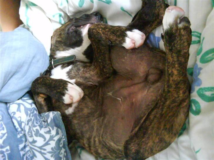 Blanding af racer Thyson billede 7