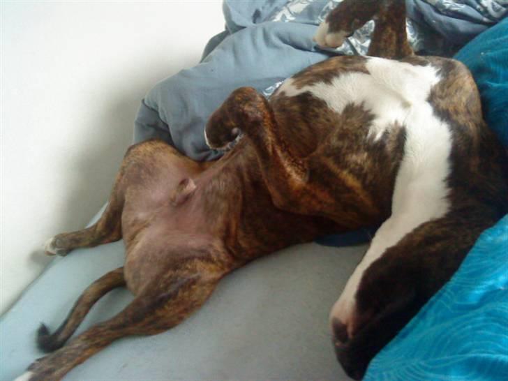 Blanding af racer Thyson billede 8