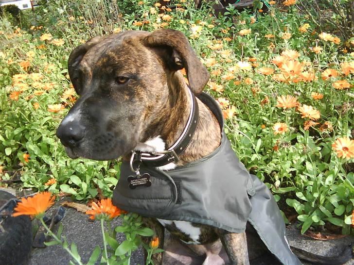 Blanding af racer Thyson billede 9