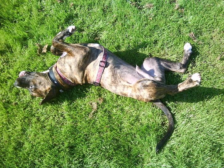 Blanding af racer Thyson billede 11