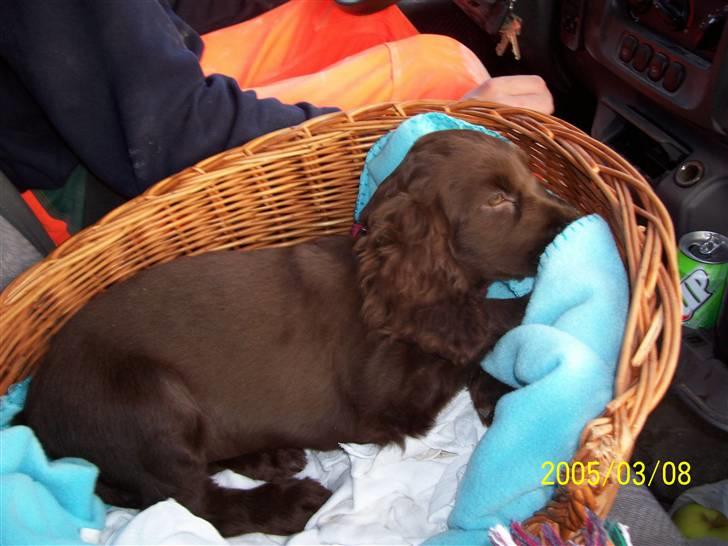 Cocker spaniel nuggi - nuggi som hvalp billede 1