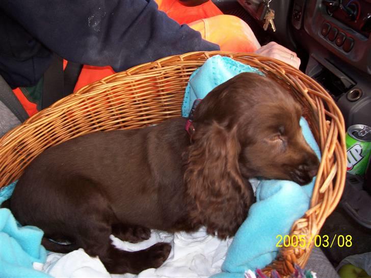 Cocker spaniel nuggi billede 2