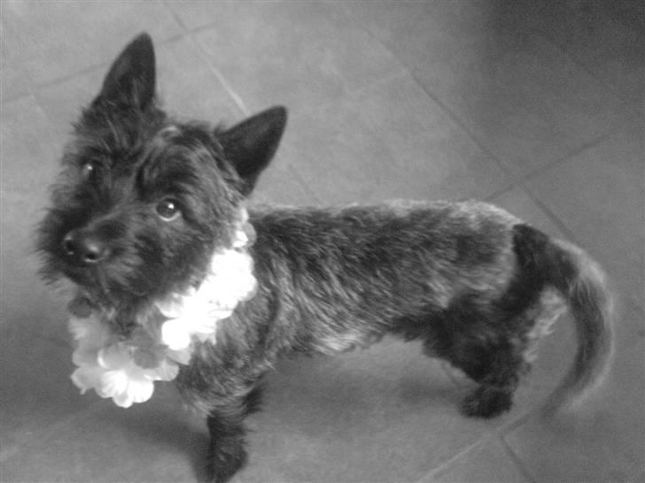 Cairn terrier lukas(:. solgt :-((( - her ses han med en blomstekrans om halsen:). billede 5