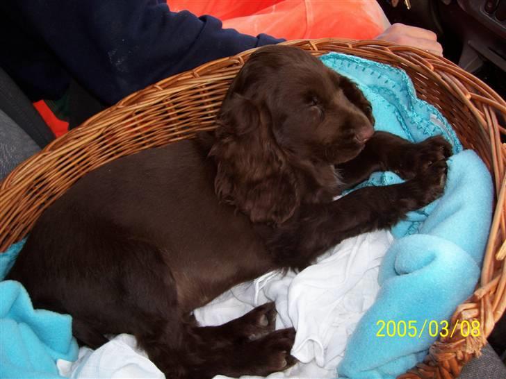 Cocker spaniel nuggi billede 3