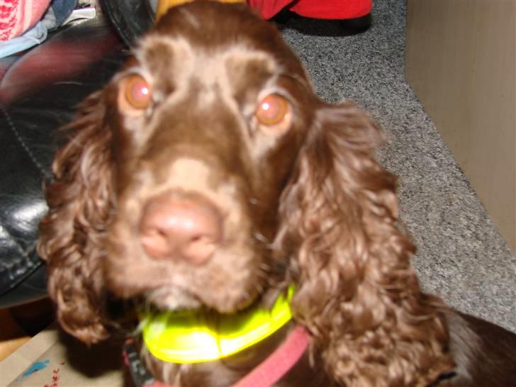 Cocker spaniel nuggi billede 4