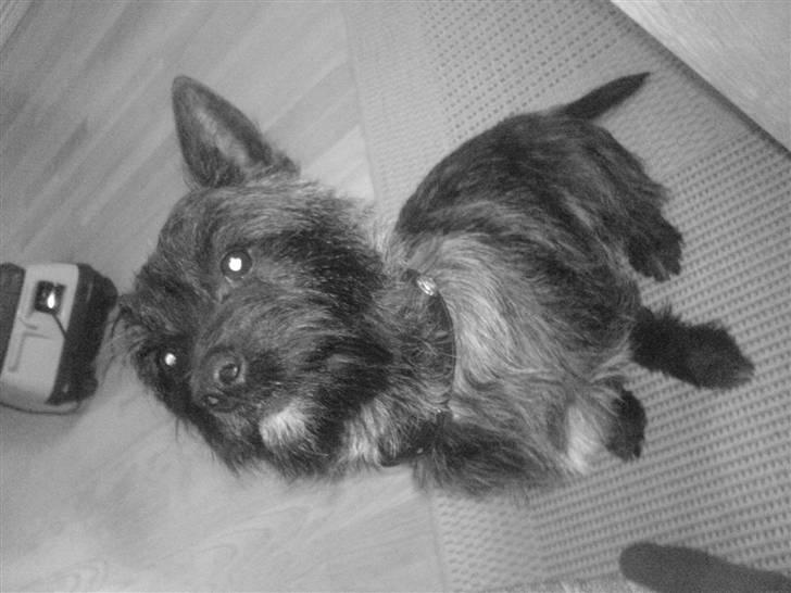 Cairn terrier lukas(:. solgt :-((( - endnu en hundekiks:). billede 9