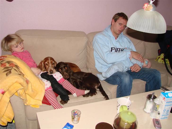 Cocker spaniel nuggi billede 5