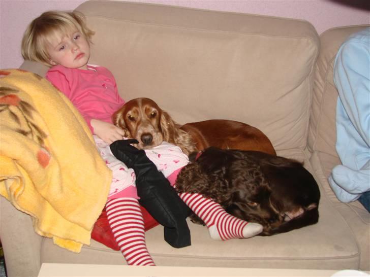 Cocker spaniel nuggi billede 6