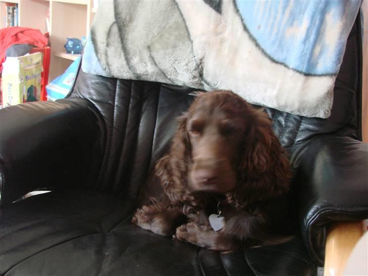 Cocker spaniel nuggi billede 7