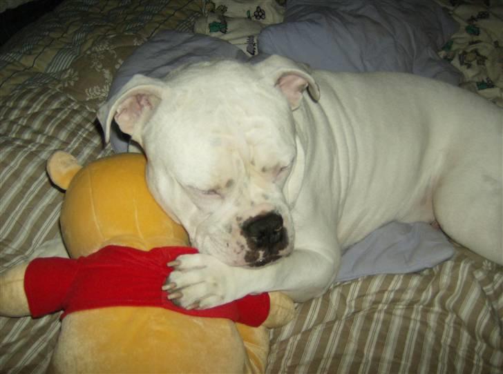 Amerikansk bulldog ozzy osbourne - min bamse billede 15